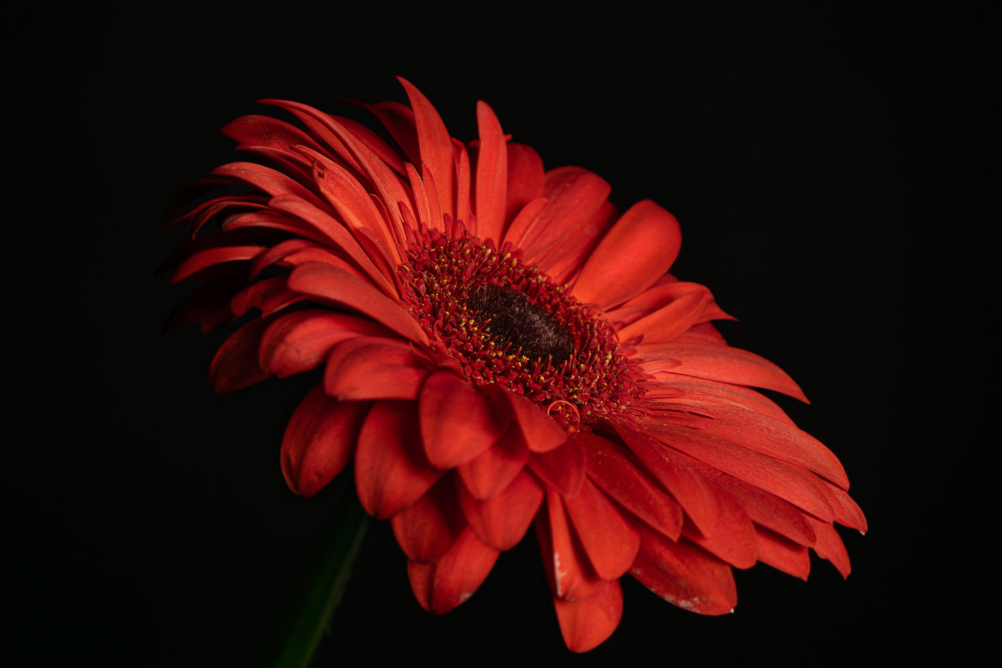 Gerbera l