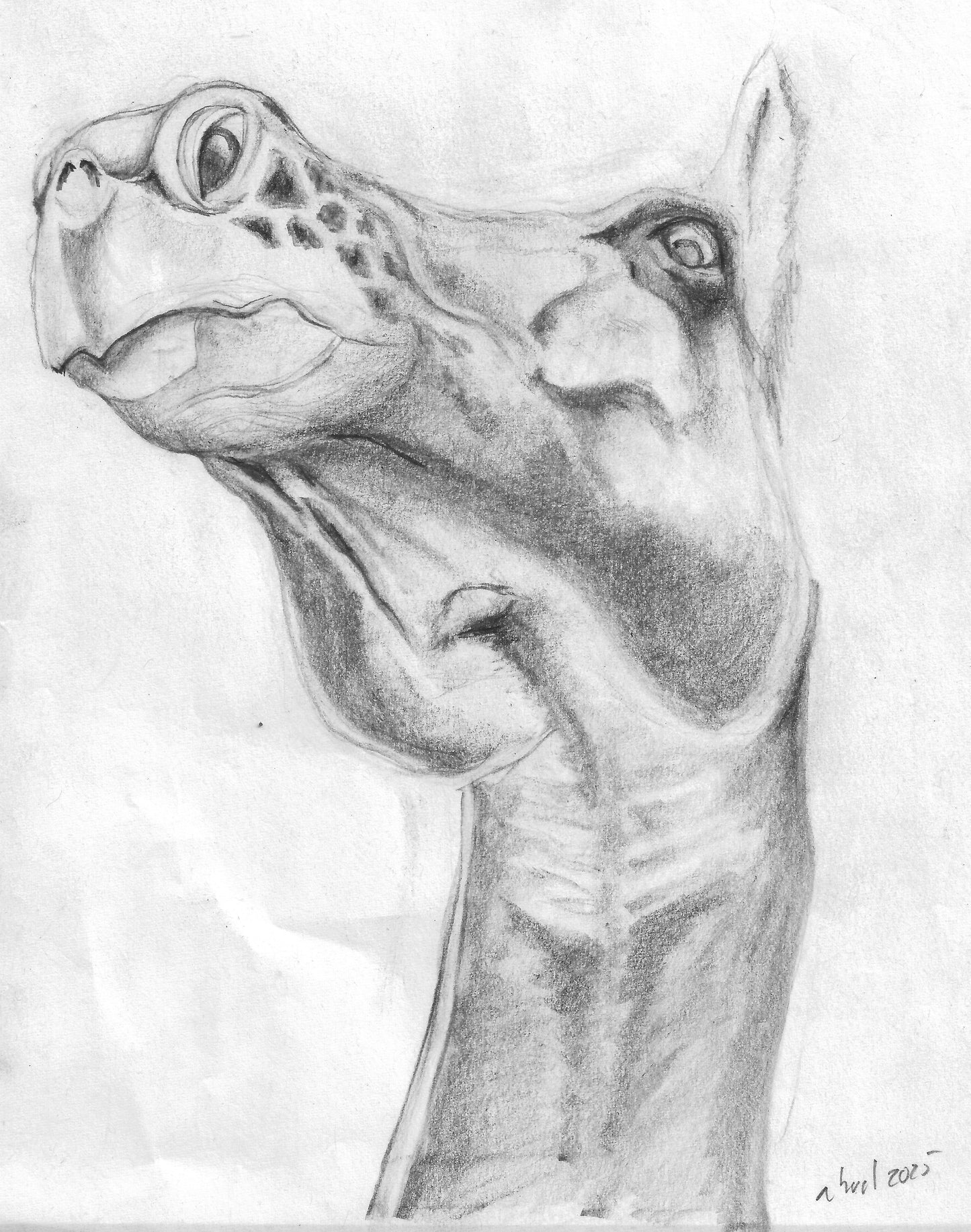 HorsTurga