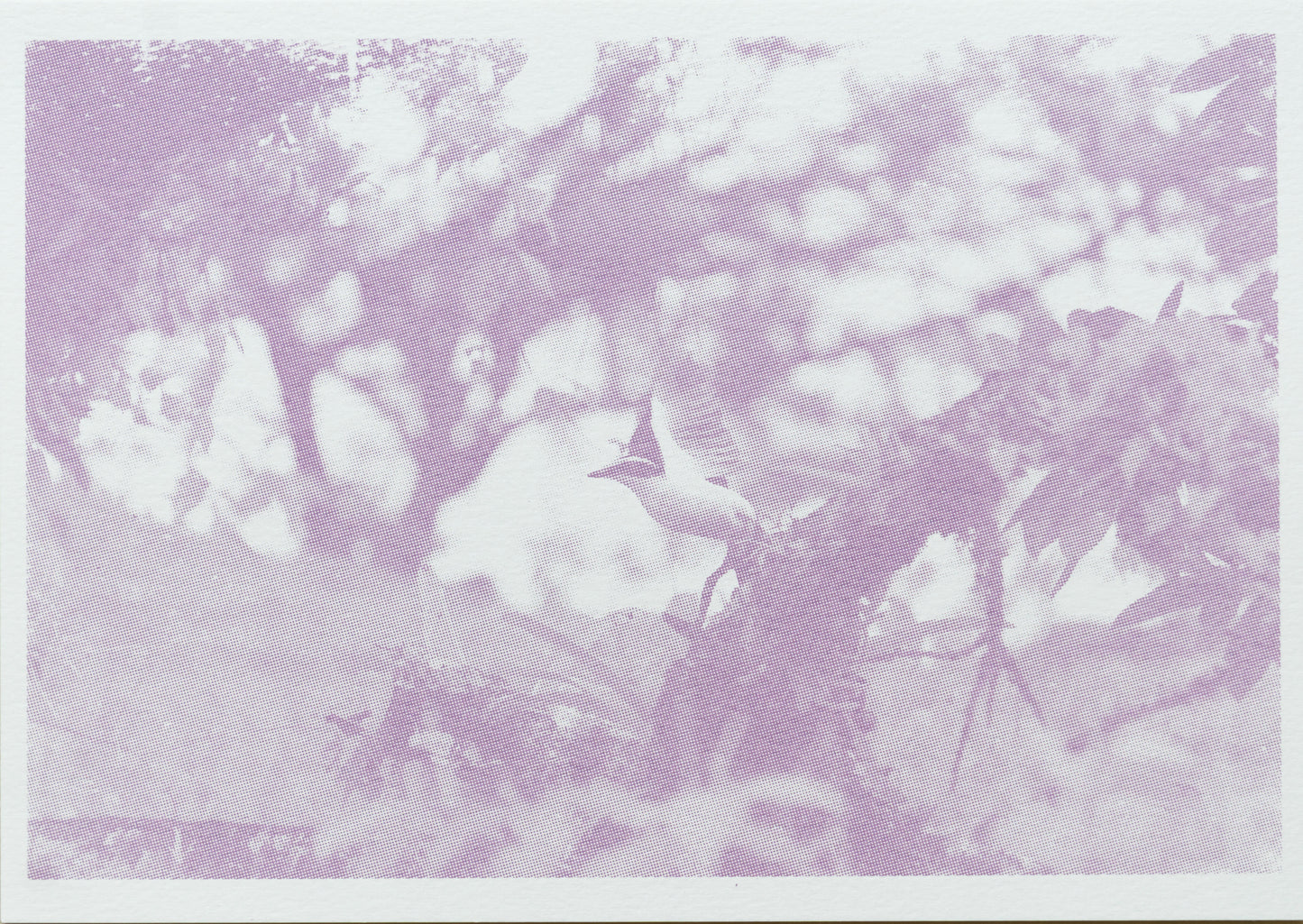 Pájaro en rosa