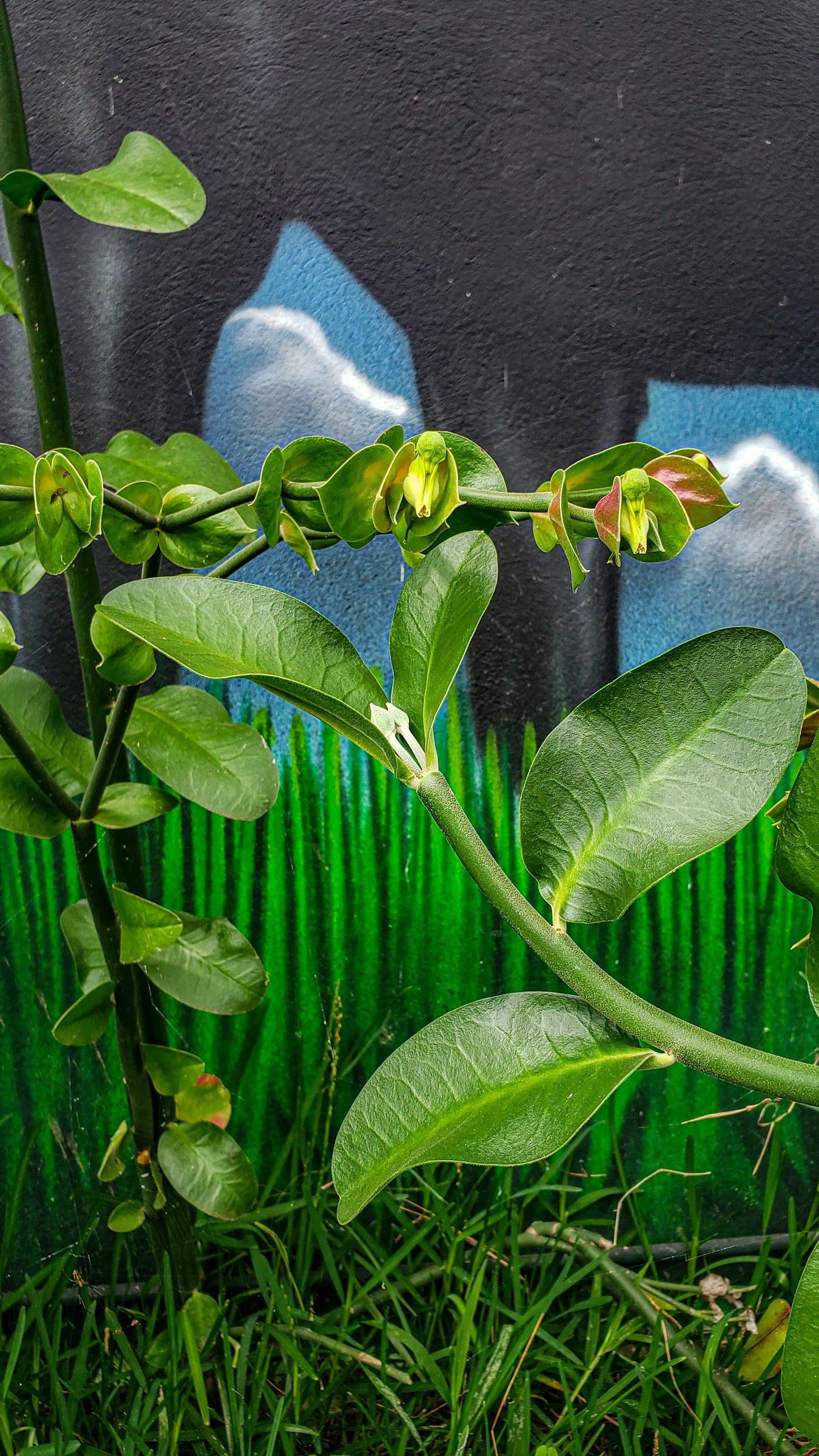 La vida de una hoja
