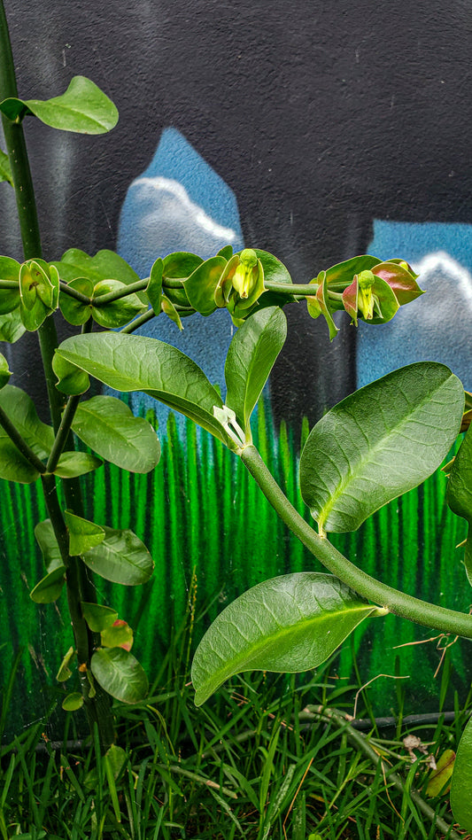 La vida de una hoja