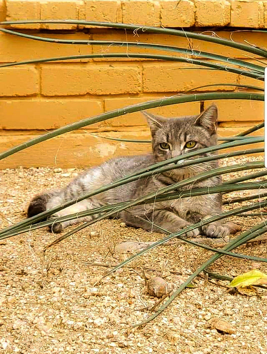 Gato en pose