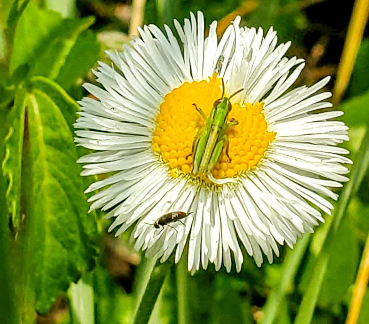 El saltamontes y la flor
