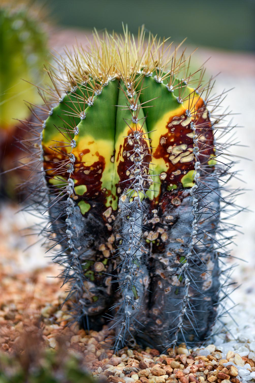 Fotografía de Naturaleza - Óxido