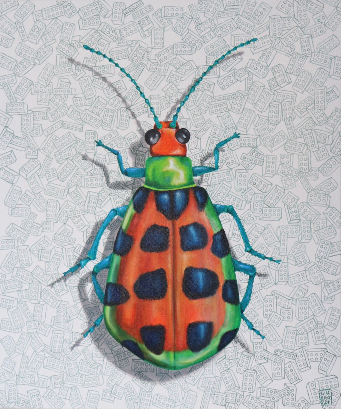 Disonycha politula