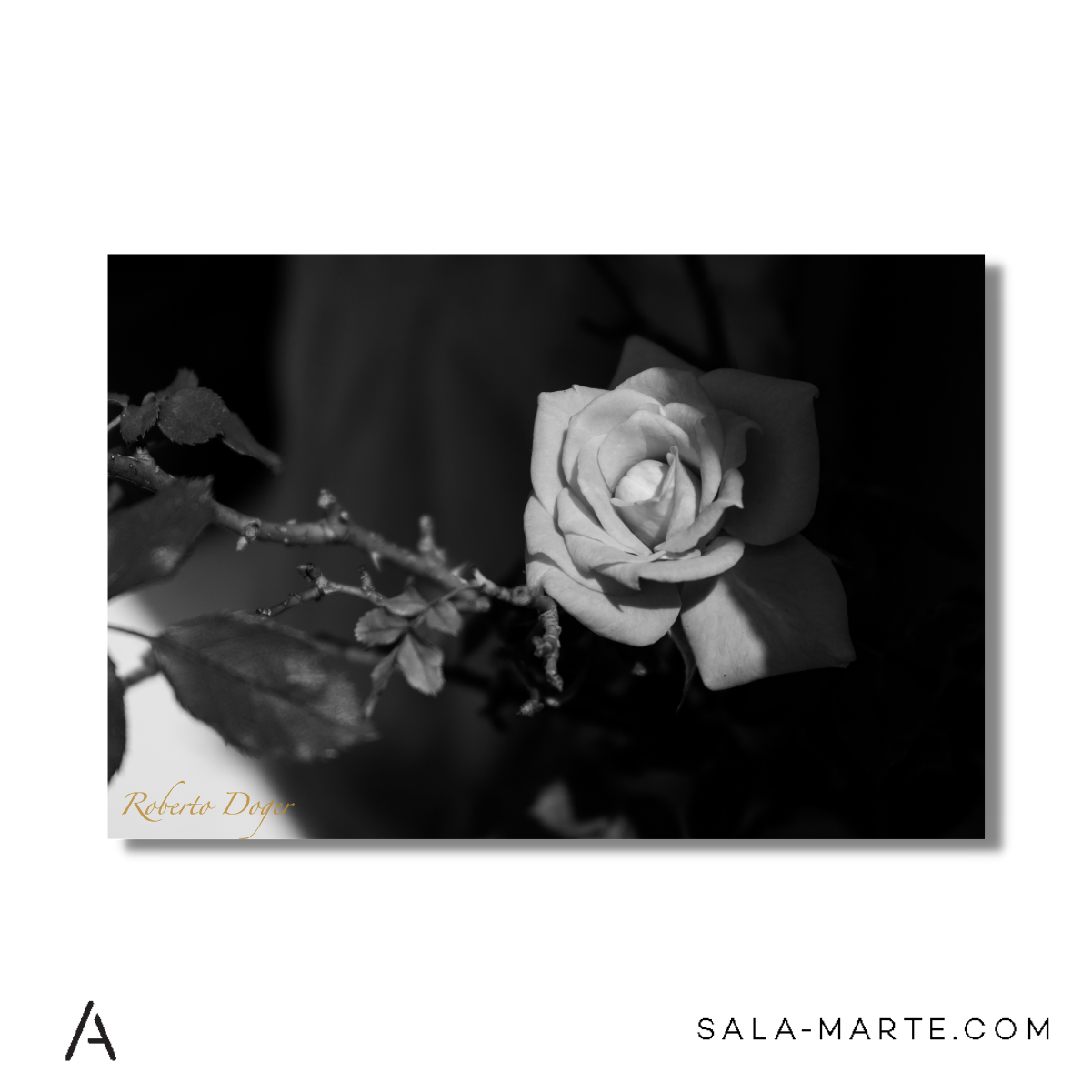 Rosa B y N