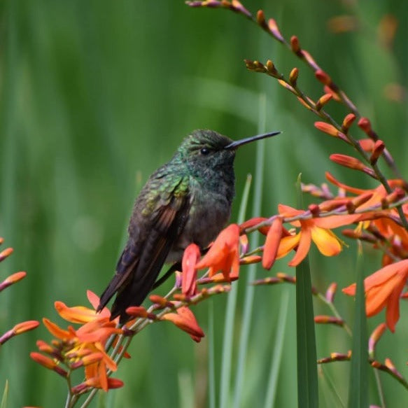 Colibrí