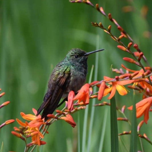 Colibrí