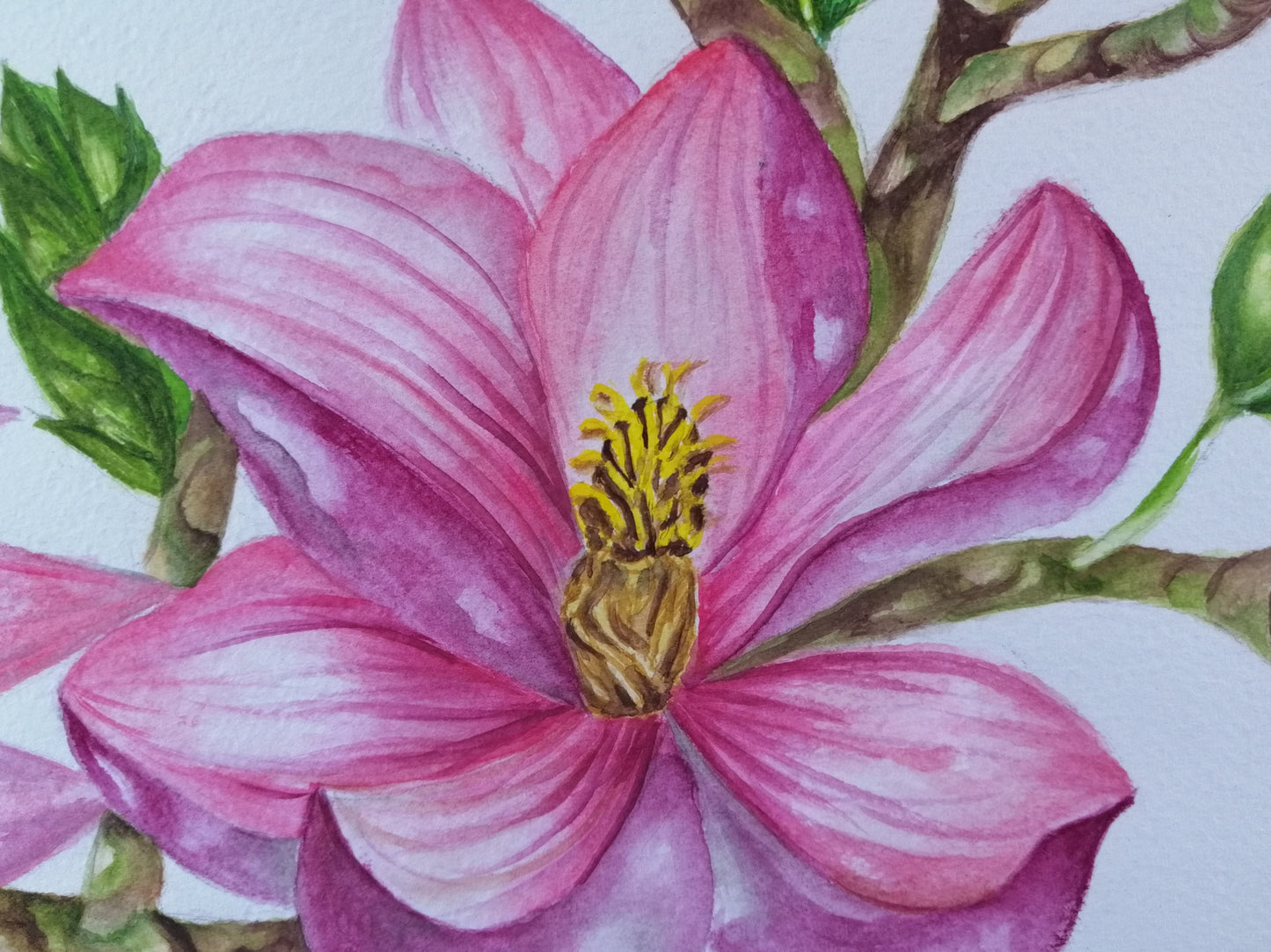 Narcisos