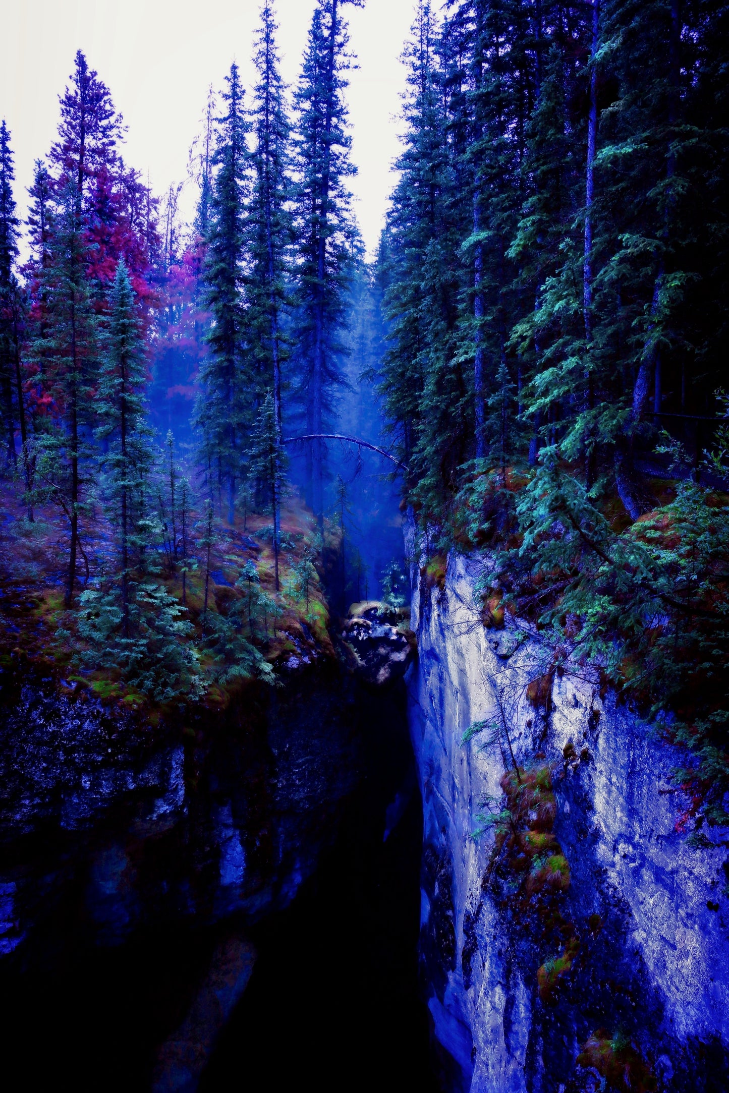 Bosque ll