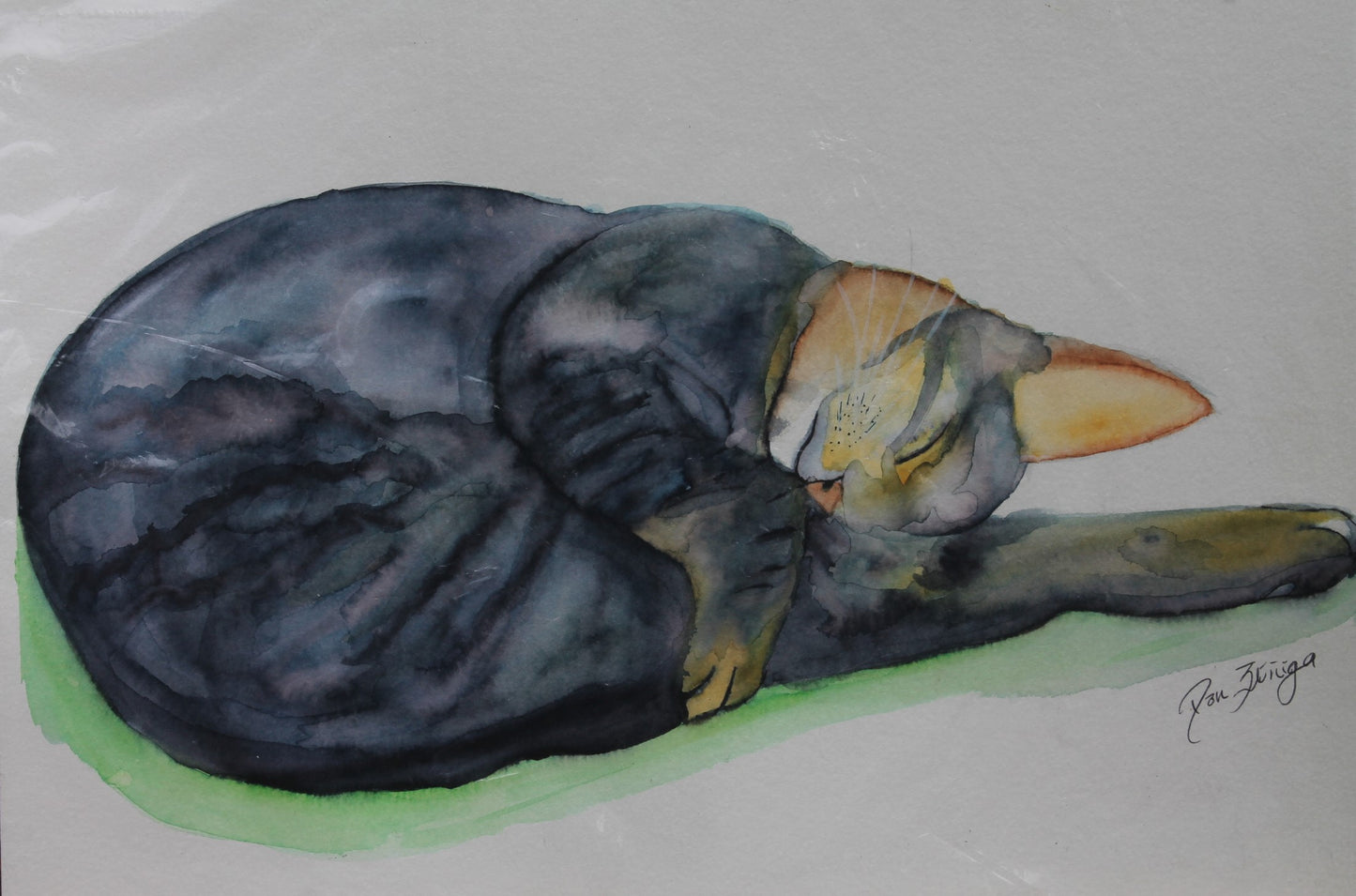 GATO DURMIENDO