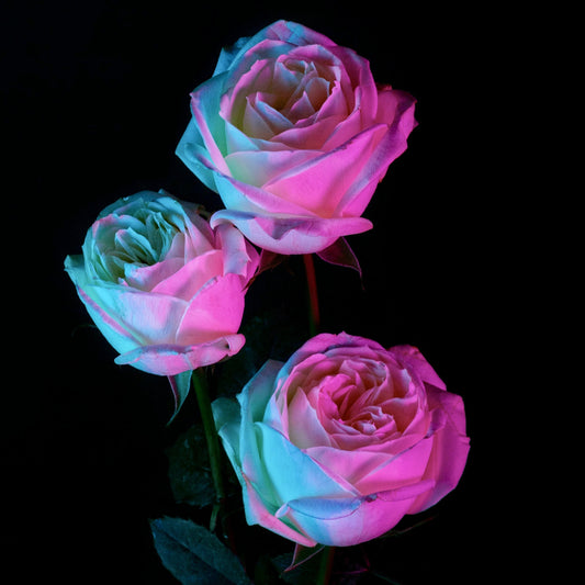 Las rosas
