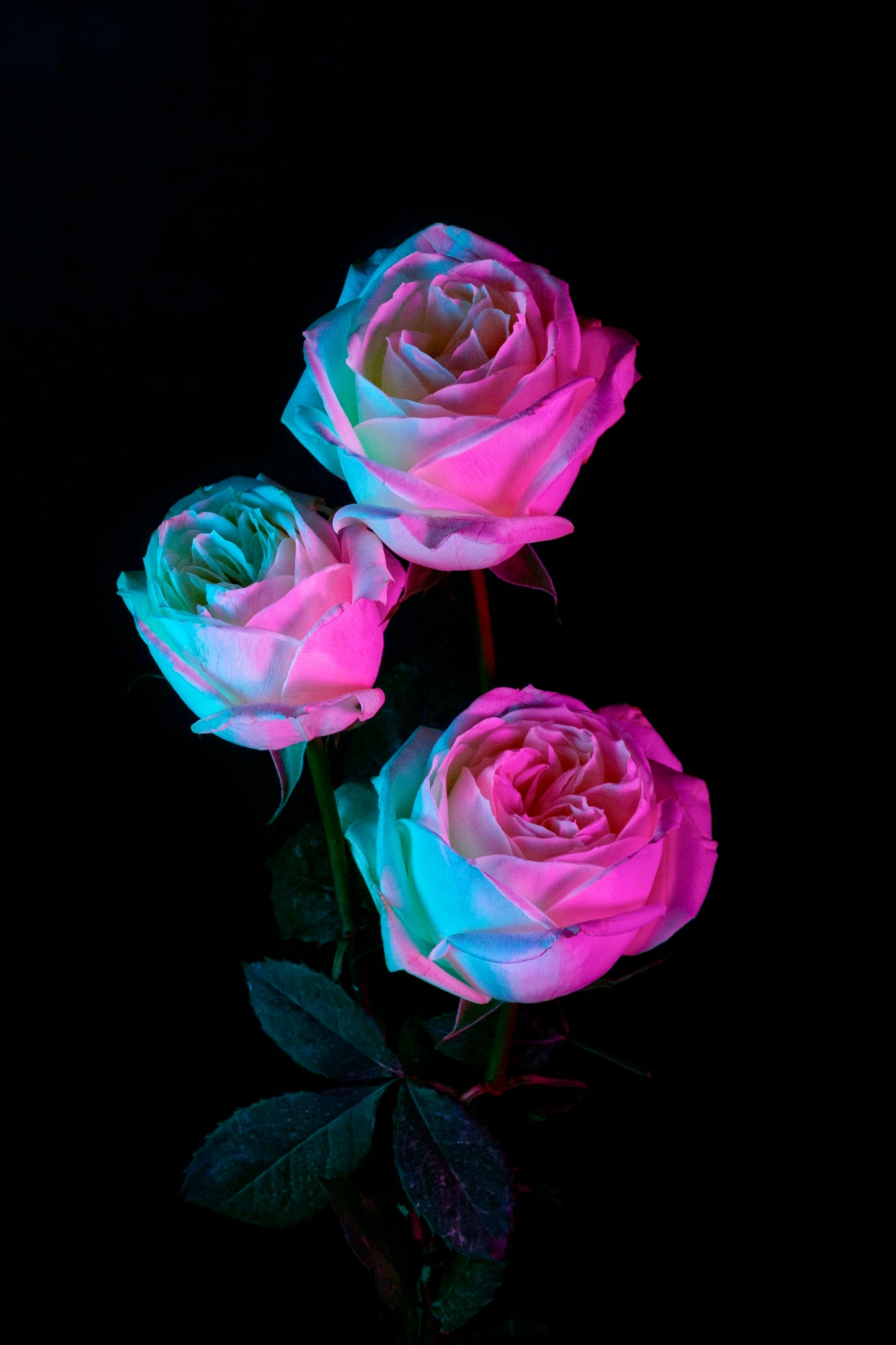 Las rosas