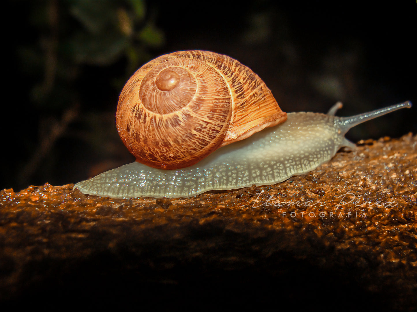 Caracol nocturno
