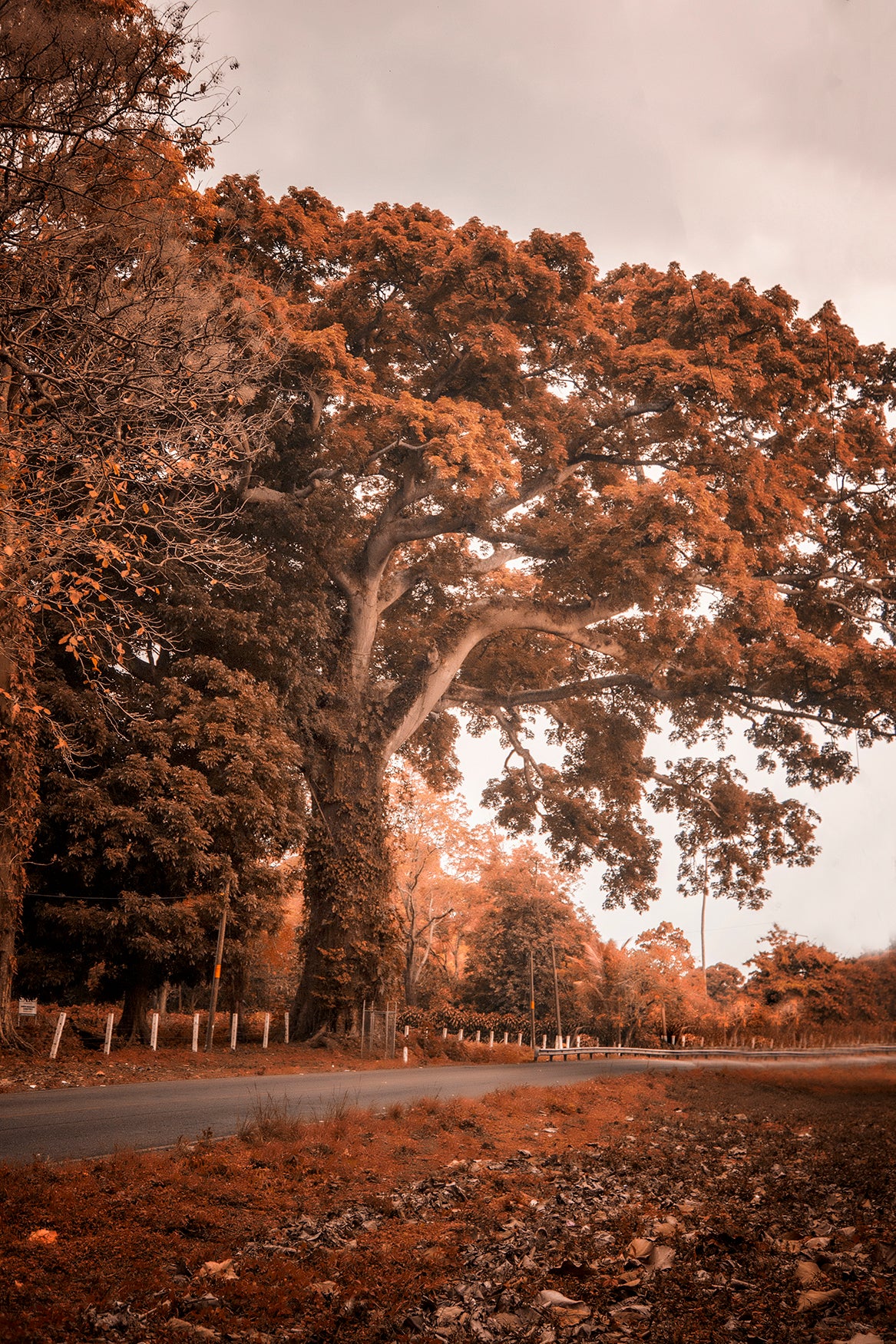 Árbol en otoño