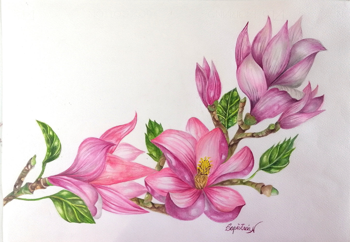 Narcisos