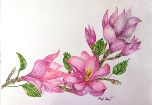 Narcisos