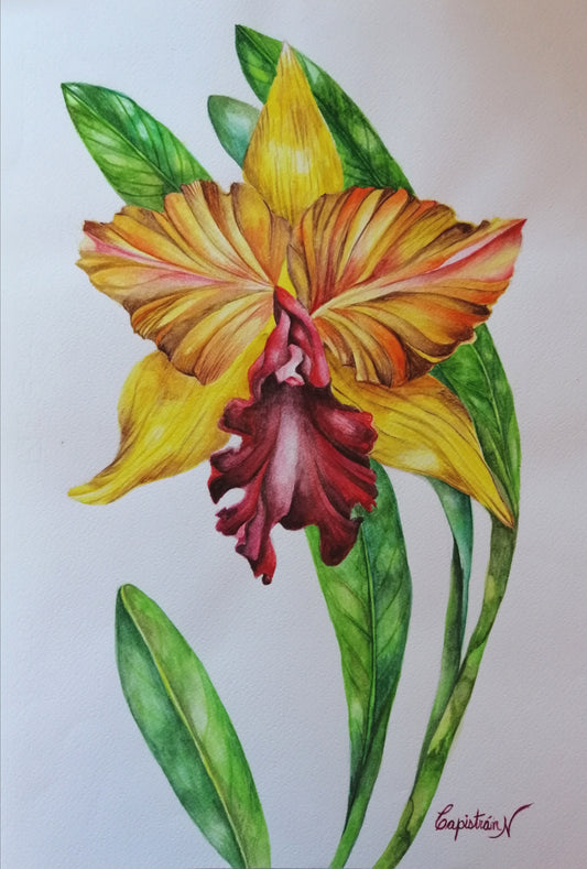 Orquídea