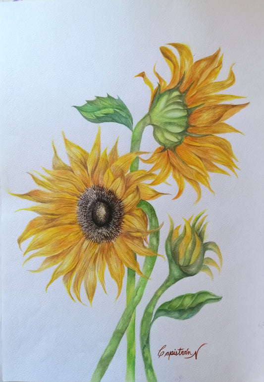 Girasoles