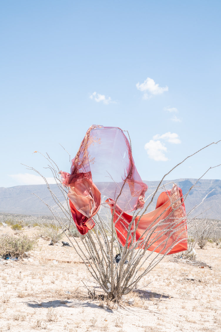 Tela enredada en ocotillo.