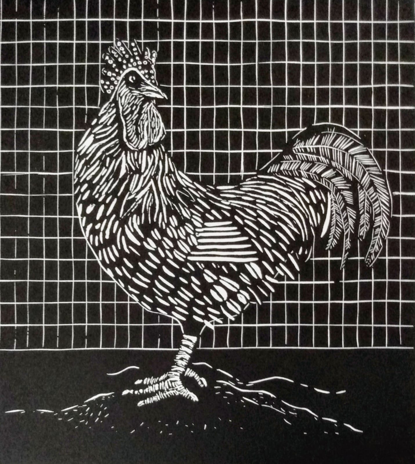 El gallo