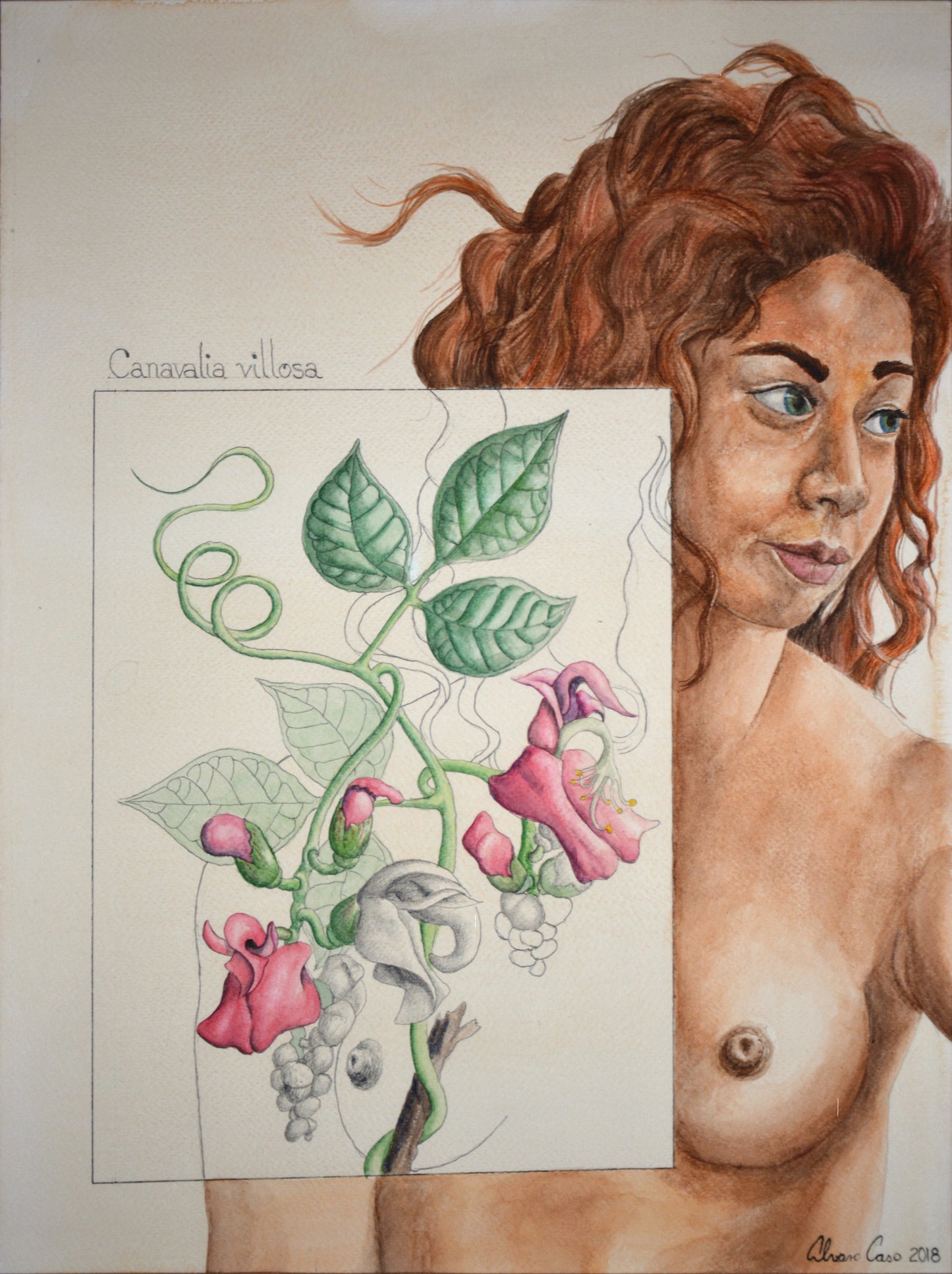 Obra de Arte Original "Canavalia villosa"