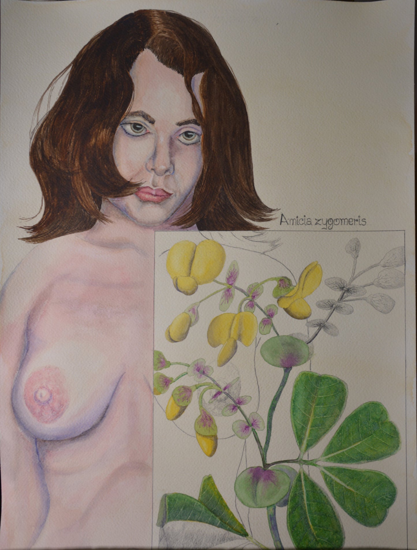 Obra de Arte Original "Amicia zygomeris"