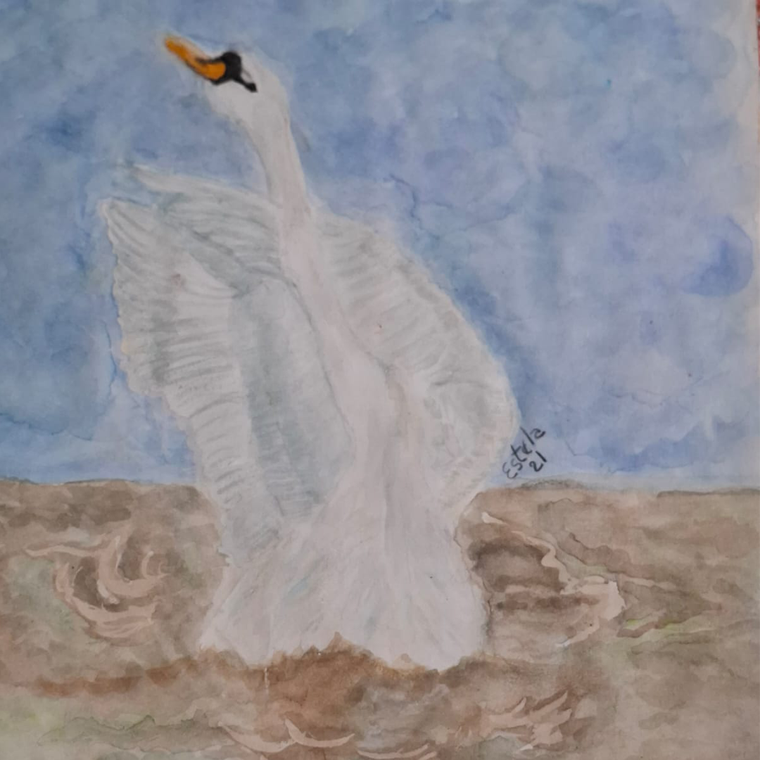 Cisne