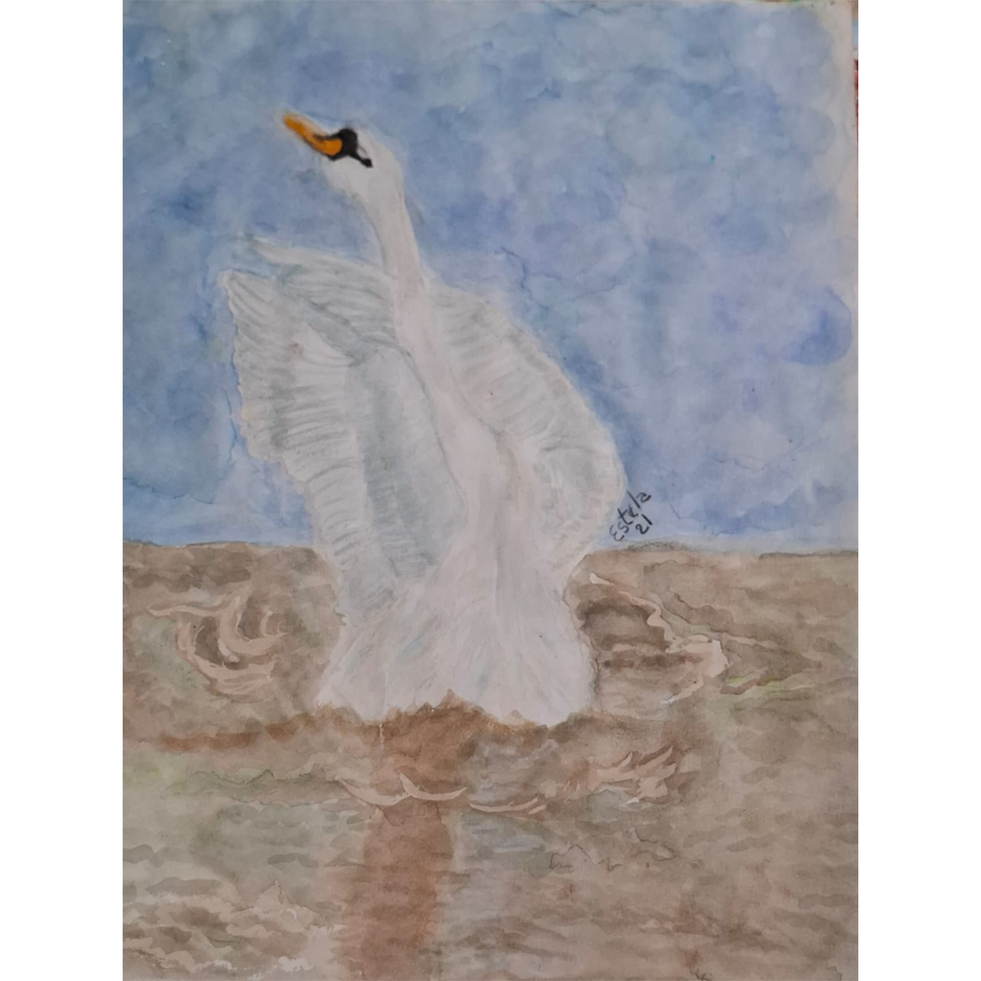 Cisne