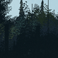 Obra de arte digital – El anciano del bosque