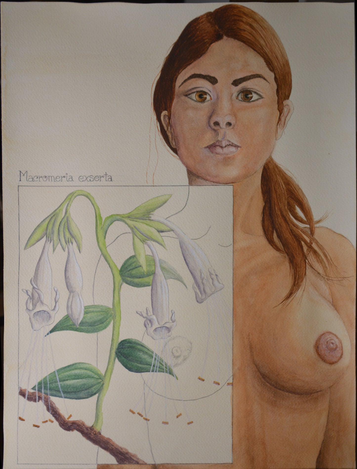 Obra de arte original "Macromeria exserta"