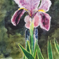 Orquídea en fondo verde