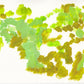 Liquen 38