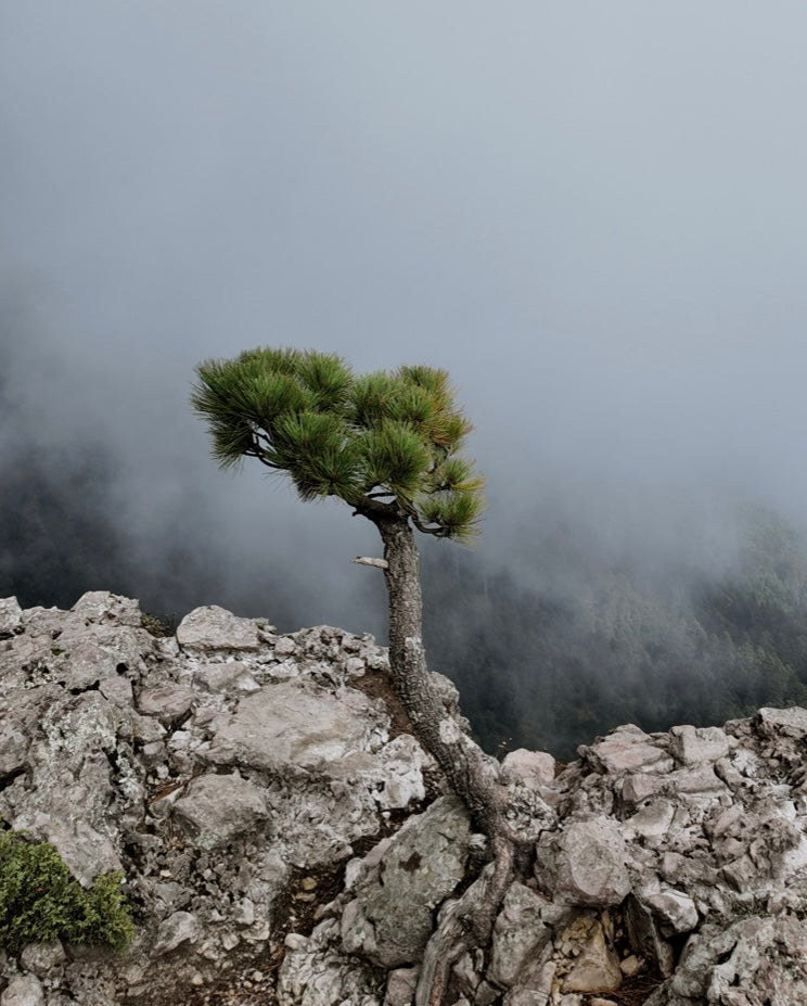 Resiliencia