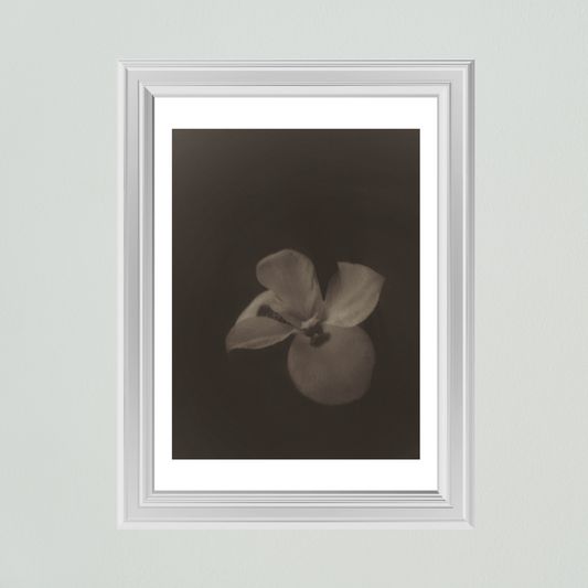 Una flor en memoria