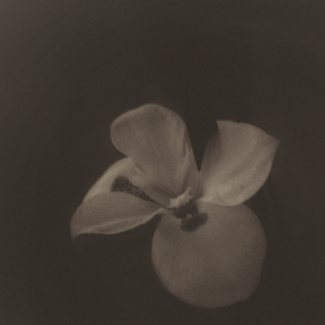 Una flor en memoria