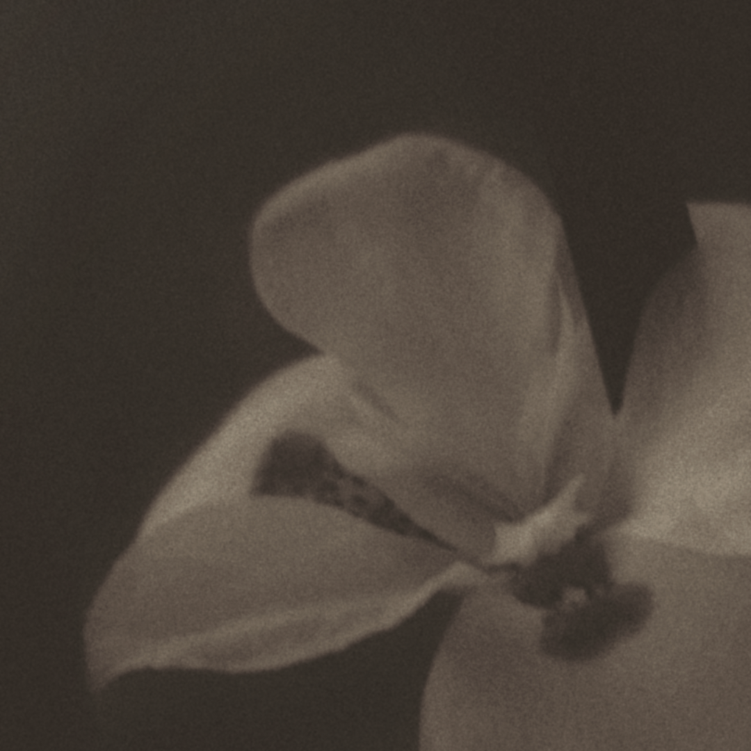 Una flor en memoria