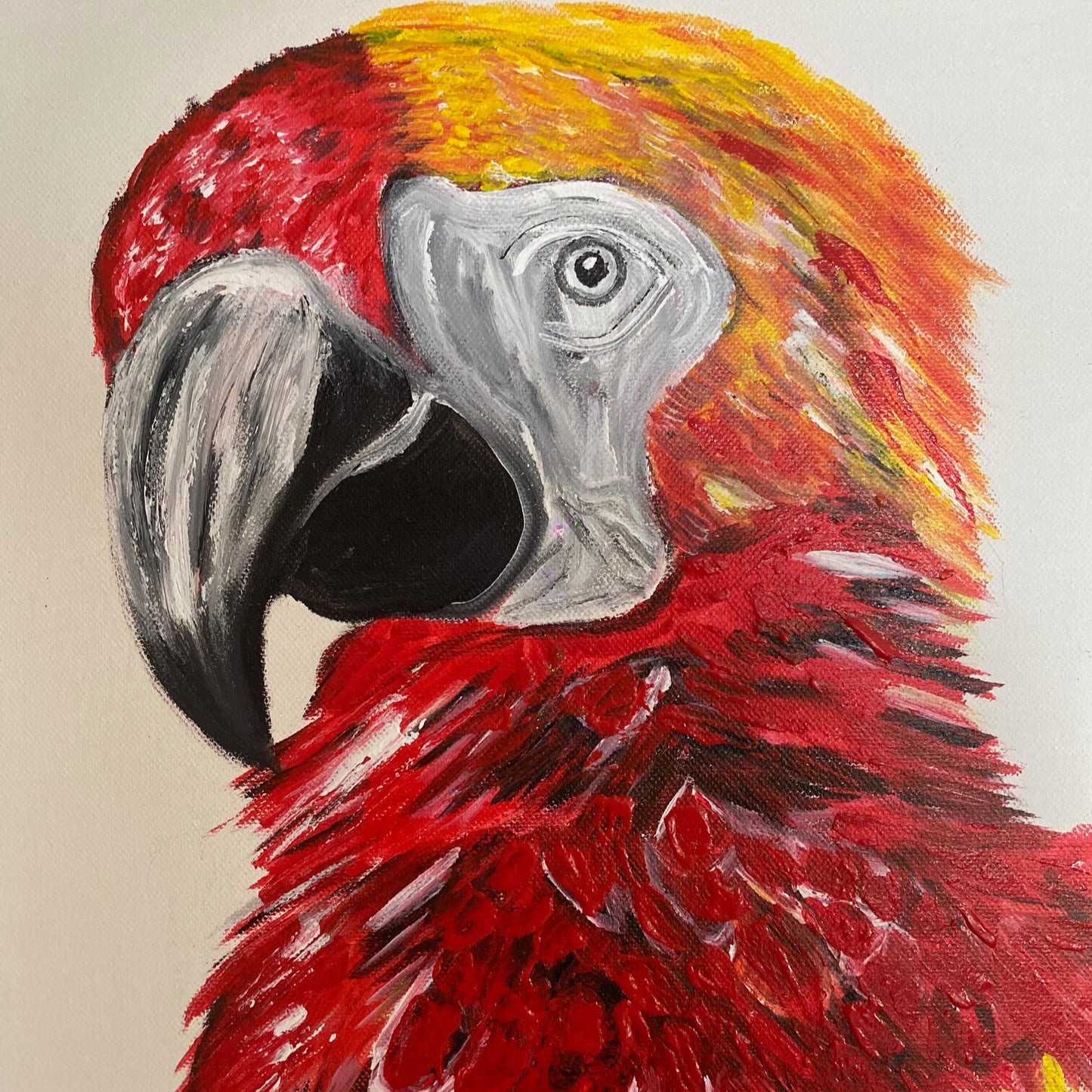 Guacamayo Rojo