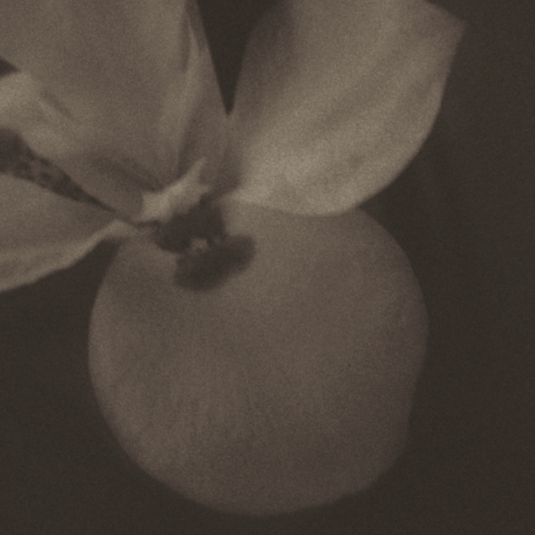 Una flor en memoria