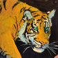 Tigre03