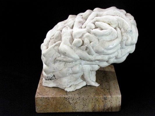 EL CEREBRO