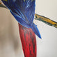 Guacamayo Rojo