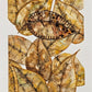 Memorias de Otoño