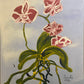 Las orquídeas