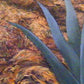 Agave
