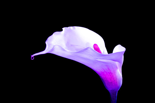 Alcatraz. Forma sobre negro