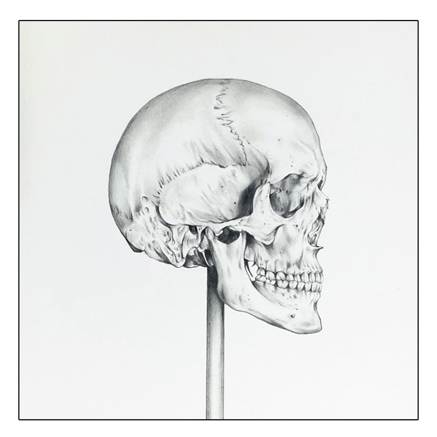 Obra de arte original - Cráneo Lateral