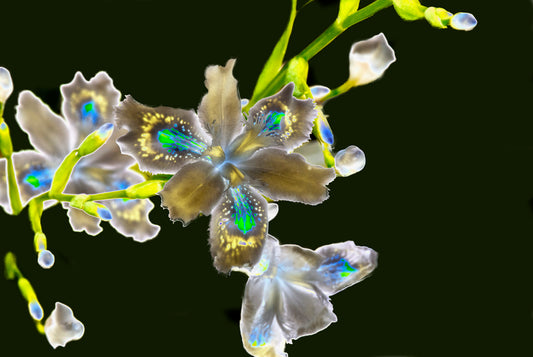FLORES PLATEADAS