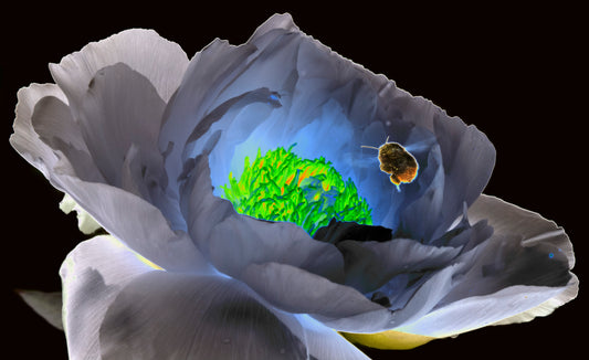FLOR CON ABEJA
