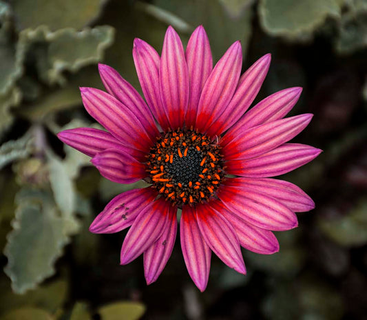FLOR ROSA CENTRO AZUL